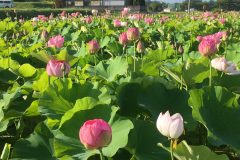 612eff7b66bf0703b83f791535a31dd8